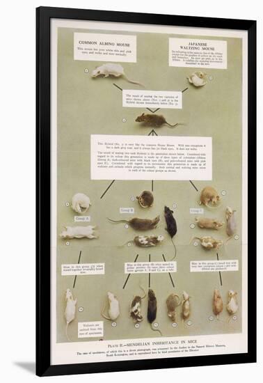 Diagram Using Real Mice to Show Mendel's Inheritance in Mice Theory-A.d. Darleishire-Framed Art Print