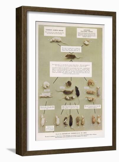 Diagram Using Real Mice to Show Mendel's Inheritance in Mice Theory-A.d. Darleishire-Framed Art Print