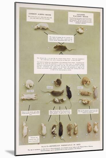 Diagram Using Real Mice to Show Mendel's Inheritance in Mice Theory-A.d. Darleishire-Mounted Art Print