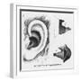 Diagrams to Show Blodgett's Micro-Audiphone Hearing Aid and How It is Inserted into the Ear-null-Framed Art Print