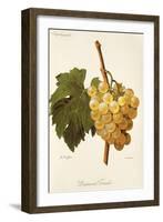 Diamant Traube Grape-A. Kreyder-Framed Giclee Print