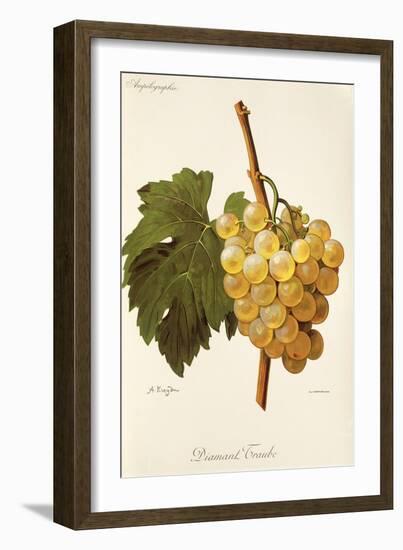 Diamant Traube Grape-A. Kreyder-Framed Giclee Print