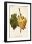 Diamant Traube Grape-A. Kreyder-Framed Giclee Print