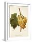 Diamant Traube Grape-A. Kreyder-Framed Giclee Print