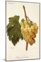 Diamant Traube Grape-A. Kreyder-Mounted Giclee Print