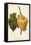 Diamant Traube Grape-A. Kreyder-Framed Stretched Canvas