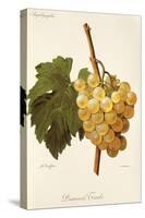 Diamant Traube Grape-A. Kreyder-Stretched Canvas