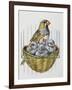 Diamante Mandarino (Taeniopygia Guttata) with Chicks, Estrildidae-null-Framed Giclee Print