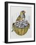 Diamante Mandarino (Taeniopygia Guttata) with Chicks, Estrildidae-null-Framed Giclee Print