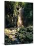 Diamond Falls, St. Lucia, Windward Islands, Caribbean, West Indies, Central America-Lee Frost-Stretched Canvas