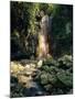 Diamond Falls, St. Lucia, Windward Islands, Caribbean, West Indies, Central America-Lee Frost-Mounted Photographic Print