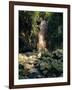 Diamond Falls, St. Lucia, Windward Islands, Caribbean, West Indies, Central America-Lee Frost-Framed Photographic Print