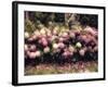 Diamond Pink-Mindy Sommers-Framed Giclee Print