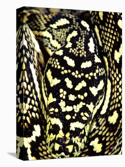 Diamond Python Close-up, Native to Australia-David Northcott-Stretched Canvas