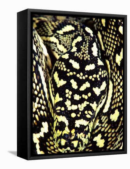 Diamond Python Close-up, Native to Australia-David Northcott-Framed Stretched Canvas