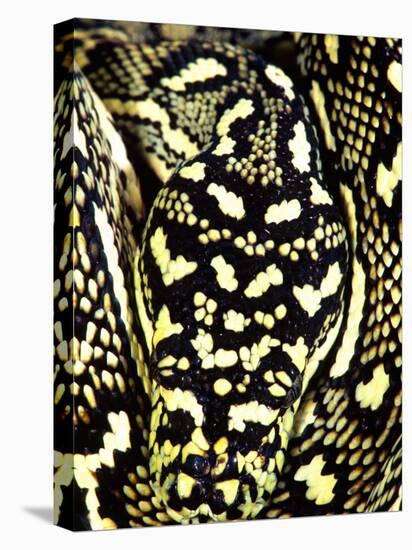 Diamond Python Close-up, Native to Australia-David Northcott-Stretched Canvas