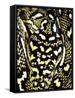 Diamond Python Close-up, Native to Australia-David Northcott-Framed Stretched Canvas