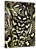 Diamond Python Close-up, Native to Australia-David Northcott-Stretched Canvas