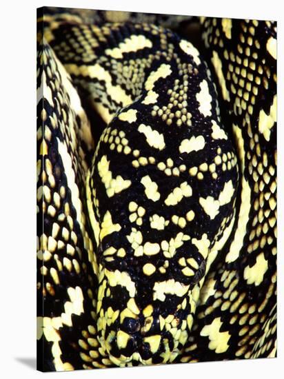 Diamond Python Close-up, Native to Australia-David Northcott-Stretched Canvas