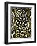 Diamond Python Close-up, Native to Australia-David Northcott-Framed Photographic Print