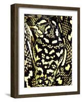 Diamond Python Close-up, Native to Australia-David Northcott-Framed Photographic Print