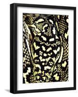 Diamond Python Close-up, Native to Australia-David Northcott-Framed Photographic Print