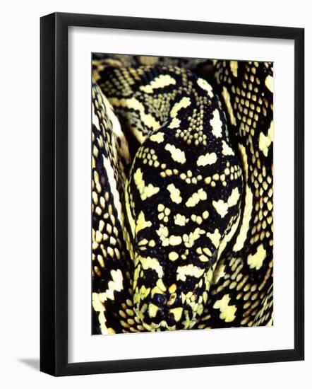 Diamond Python Close-up, Native to Australia-David Northcott-Framed Photographic Print