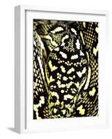 Diamond Python Close-up, Native to Australia-David Northcott-Framed Photographic Print