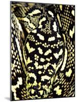 Diamond Python Close-up, Native to Australia-David Northcott-Mounted Photographic Print