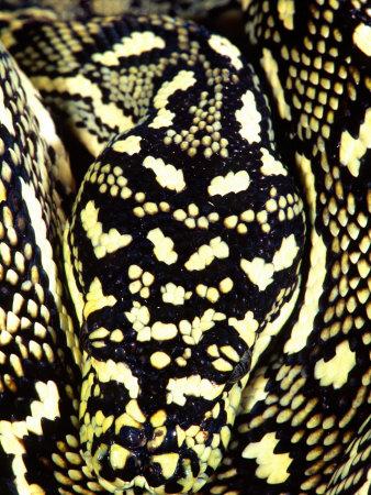 python print python print