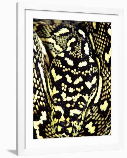 Diamond Python Close-up, Native to Australia-David Northcott-Framed Photographic Print