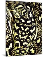 Diamond Python Close-up, Native to Australia-David Northcott-Mounted Photographic Print
