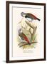 Diamond Sparrow or White Headed Finch-F.w. Frohawk-Framed Art Print