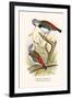 Diamond Sparrow or White Headed Finch-F.w. Frohawk-Framed Art Print