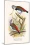 Diamond Sparrow or White Headed Finch-F.w. Frohawk-Mounted Art Print