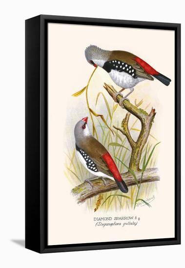 Diamond Sparrow or White Headed Finch-F.w. Frohawk-Framed Stretched Canvas