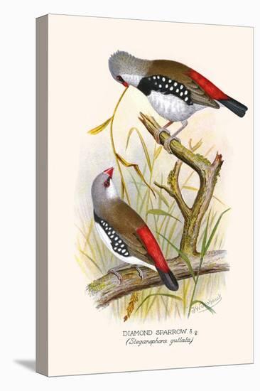 Diamond Sparrow or White Headed Finch-F.w. Frohawk-Stretched Canvas