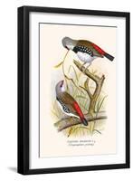 Diamond Sparrow or White Headed Finch-F.w. Frohawk-Framed Art Print