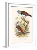 Diamond Sparrow or White Headed Finch-F.w. Frohawk-Framed Art Print