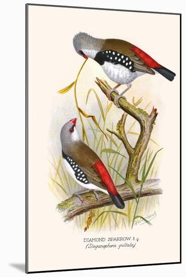 Diamond Sparrow or White Headed Finch-F.w. Frohawk-Mounted Art Print