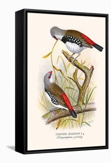 Diamond Sparrow or White Headed Finch-F.w. Frohawk-Framed Stretched Canvas