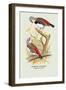 Diamond Sparrow-Arthur G. Butler-Framed Art Print