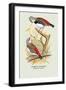 Diamond Sparrow-Arthur G. Butler-Framed Art Print