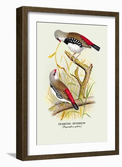 Diamond Sparrow-Arthur G. Butler-Framed Art Print