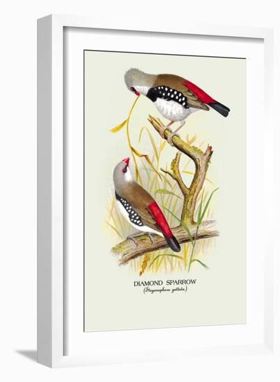 Diamond Sparrow-Arthur G. Butler-Framed Art Print