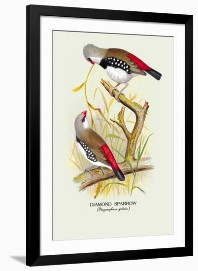 Diamond Sparrow-Arthur G. Butler-Framed Art Print