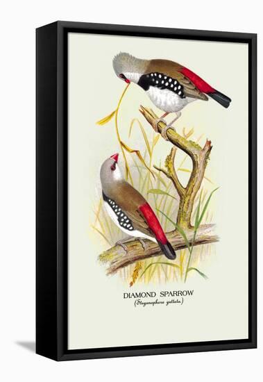 Diamond Sparrow-Arthur G. Butler-Framed Stretched Canvas