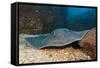 Diamond Stingray (Dasyatis Brevis)-Reinhard Dirscherl-Framed Stretched Canvas