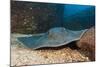 Diamond Stingray (Dasyatis Brevis)-Reinhard Dirscherl-Mounted Photographic Print