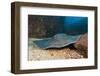 Diamond Stingray (Dasyatis Brevis)-Reinhard Dirscherl-Framed Photographic Print